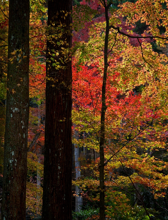 Ohara Sanzen-in Garden 11-2168.jpg